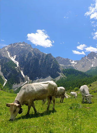 Laboratorio di apicoltura in Valle Maira con arnie e paesaggio alpino
