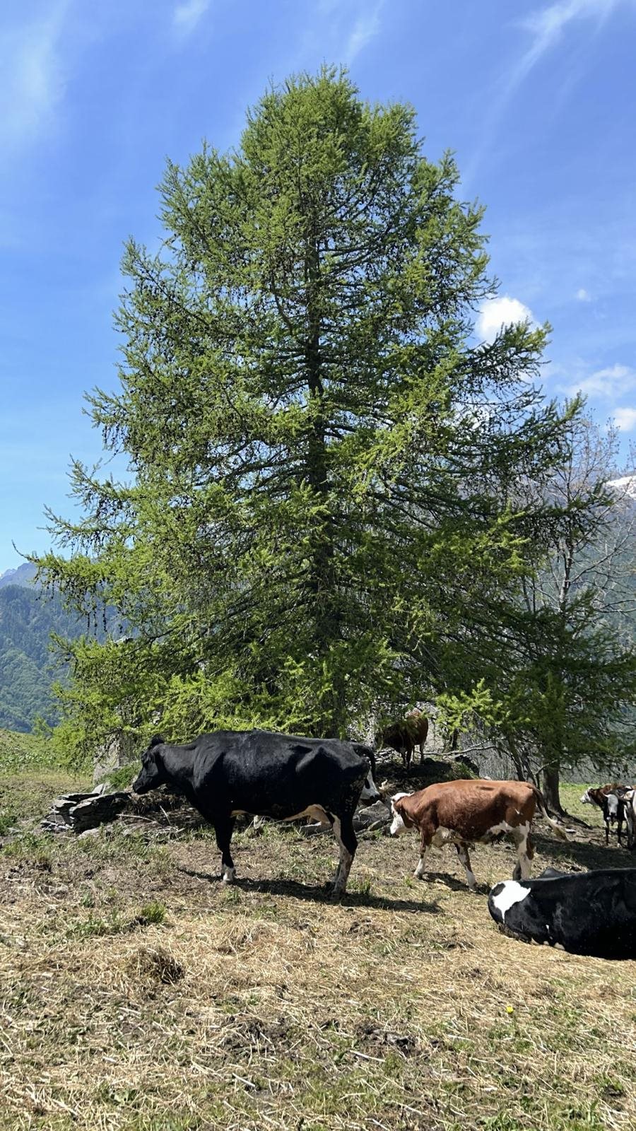 Ritorno all'alpeggio a Elva: la primavera che risuona nella conca della Valle Maira – La Caso d'Elva