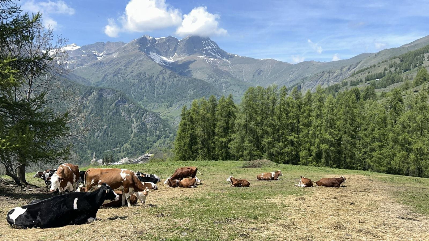 Ritorno all'alpeggio a Elva: la primavera che risuona nella conca della Valle Maira – La Caso d'Elva